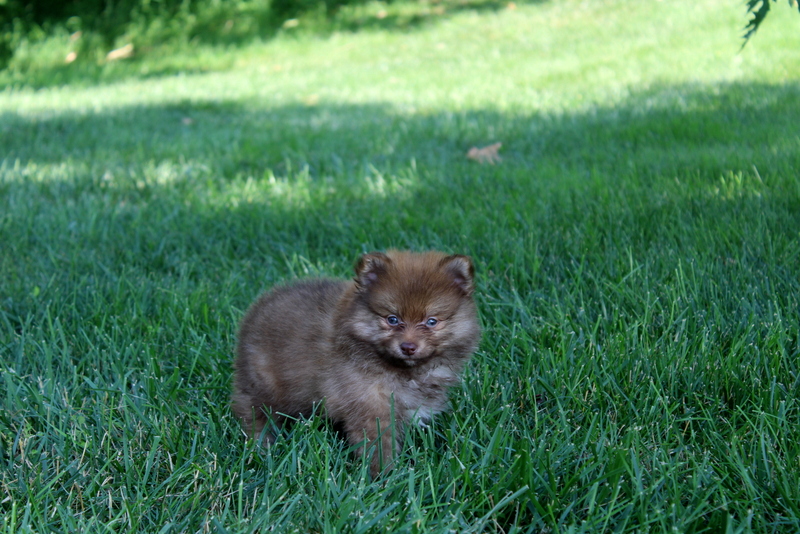 puppy, for, sale, Pomeranian, Matthew B. Stoltzfus, dog, breeder, Gap, PA, dog-breeder, puppy-for-sale, forsale, nearby, find, puppyfind, locator, puppylocator, aca